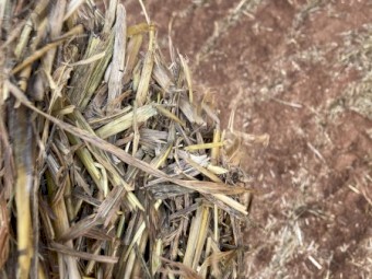 Oaten hay 22 seasons