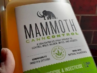 Mammoth 