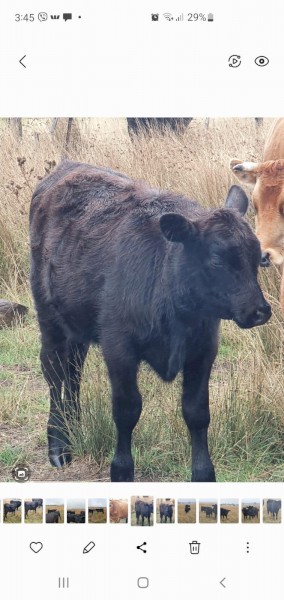Pure Angus Bulls