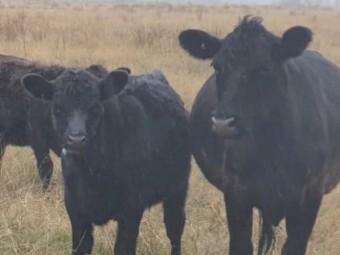 Pure Angus Bulls