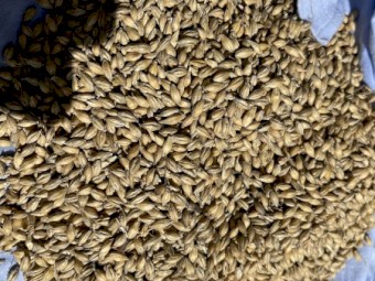 80mt Barley F3