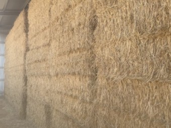 100mt Wheaten Hay 8*4*3