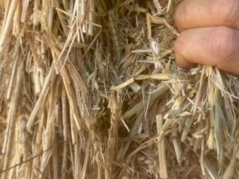 100mt Wheaten Hay 8*4*3