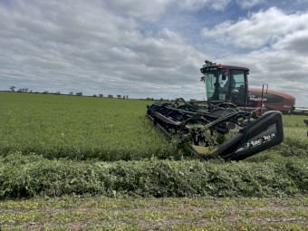 60mt Vetch Hay 650kg 8x4x3 Bales