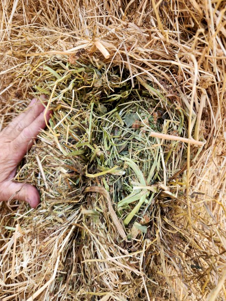 Clover/Rye Grass Hay 8x4x3 80 Tonne Available