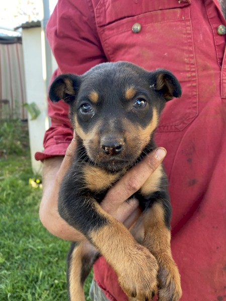 Male Kelpie Pup