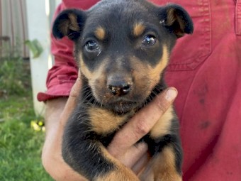 Male Kelpie Pup