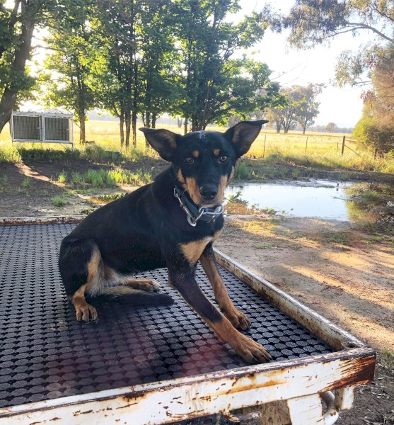 Started WKC Female Kelpie