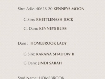 Started WKC Female Kelpie