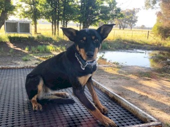 Started WKC Female Kelpie