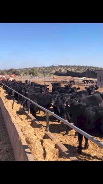 Feedlot space available