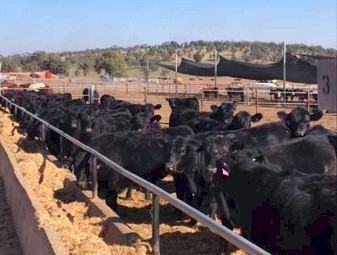 Feedlot space available