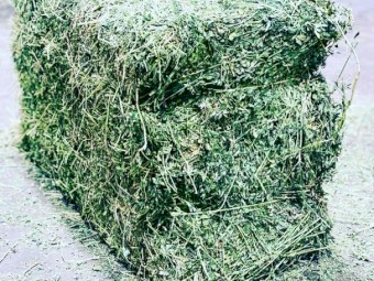 WANTED Prime Steamed Quality Lucerne Hay