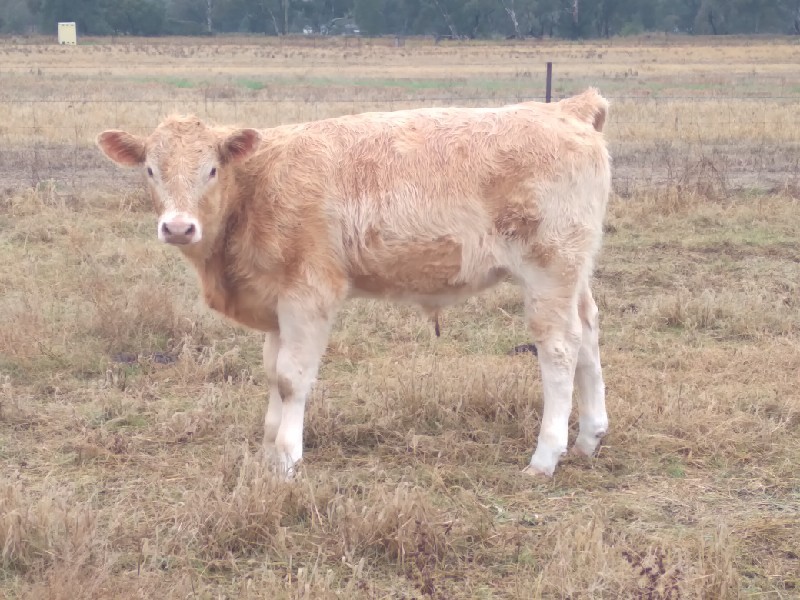 Jersey X Cow With Charolais Cross Steer Calf At Foot Farm Tender