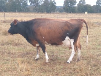 Jersey X Cow With Charolais Cross Steer Calf At Foot