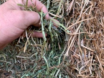 Vetch Hay 8x4x3 Bales