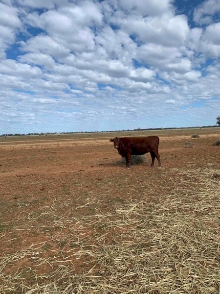 Angus and Santa x Cows