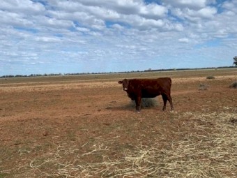 Angus and Santa x Cows