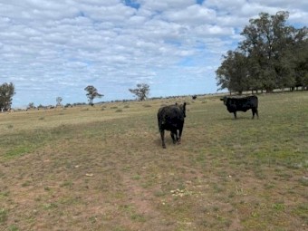 Angus and Santa x Cows