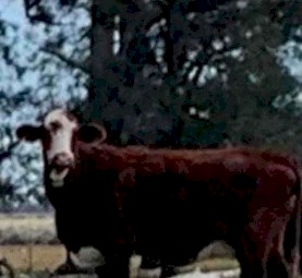 Angus and Santa x Cows
