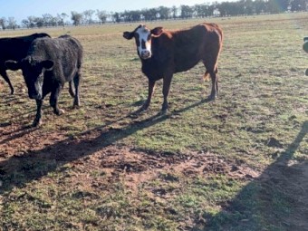 Angus and Santa x Cows