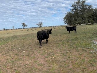 Angus and Santa x Cows