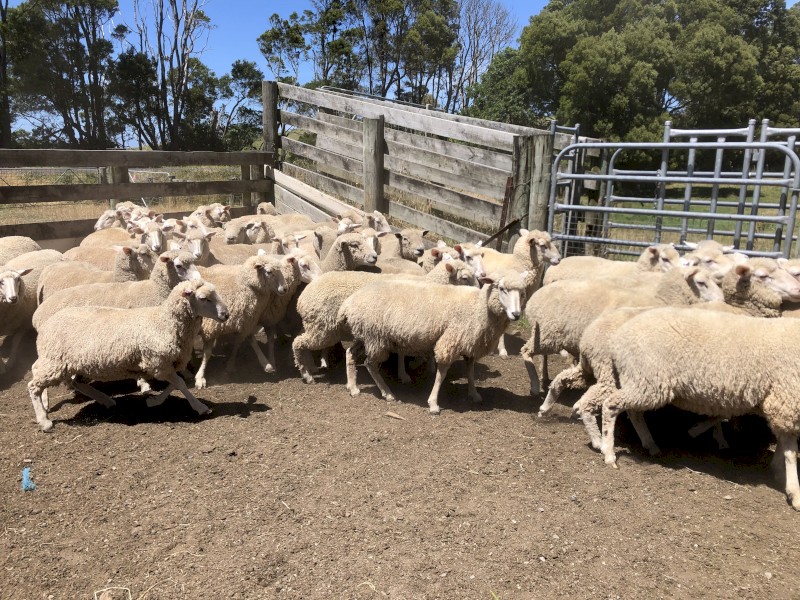 280 x First Cross Ewes