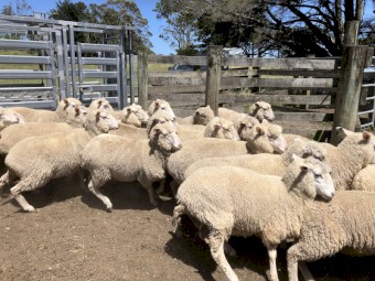 280 x First Cross Ewes