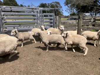 280 x First Cross Ewes