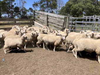 280 x First Cross Ewes