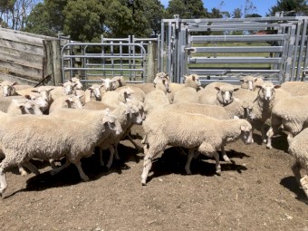 280 x First Cross Ewes