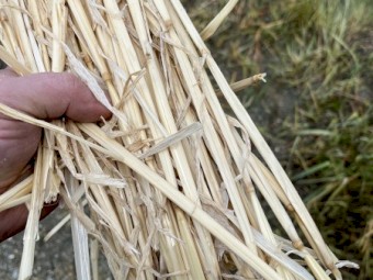 Wheat straw