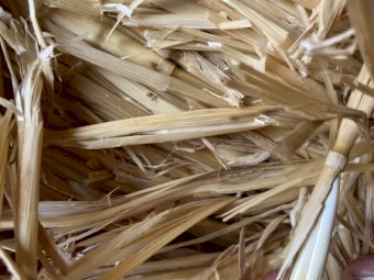 Wheat straw