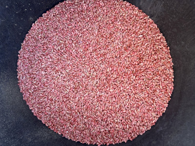 Illabo Wheat Seed