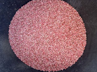 Illabo Wheat Seed