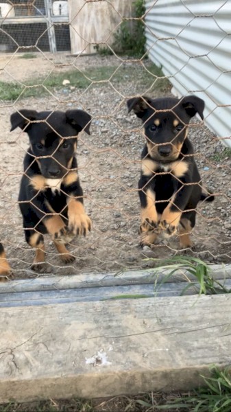 Kelpie Bitch Pups 