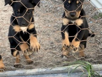 Kelpie Bitch Pups 