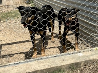 Kelpie Bitch Pups 