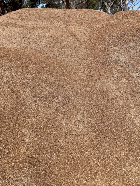 Lentil Pollard (Seconds)