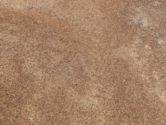 Lentil Pollard (Seconds)