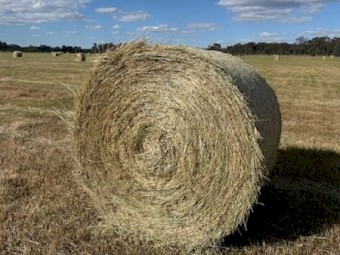 Ryegrass Pasture Hay 4x4 Round Bales