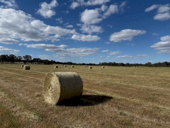 Ryegrass Pasture Hay 4x4 Round Bales