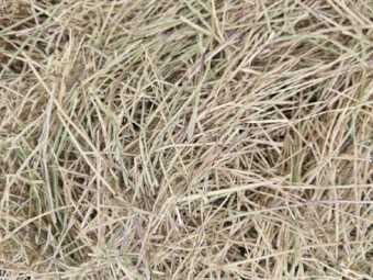 Ryegrass Pasture Hay 4x4 Round Bales