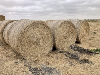 Pasture Hay 5x4 rolls