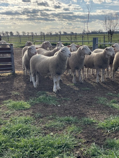 White Suffolk flock rams