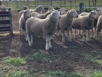 White Suffolk flock rams