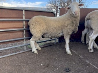 White Suffolk flock rams