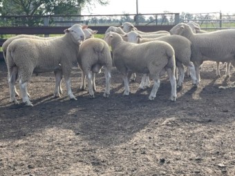 White Suffolk flock rams