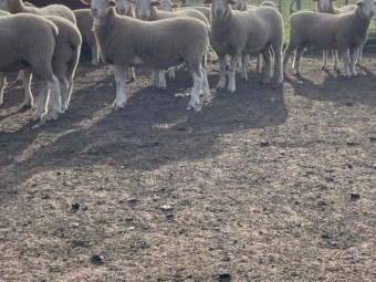 White Suffolk flock rams