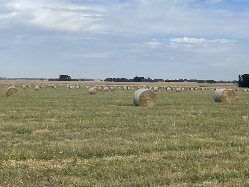 1000 x Rye Grass Mix Hay 5x4 Rolls (New Season 22/23)